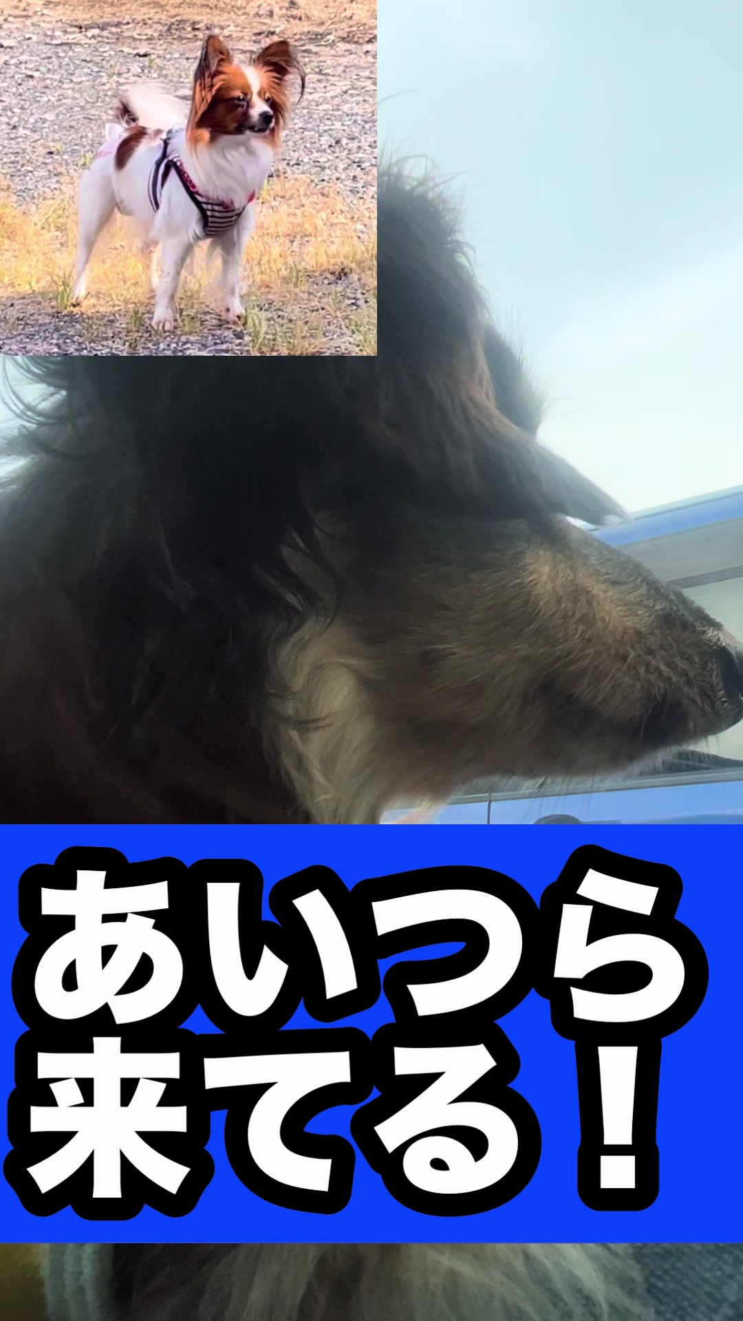 @藤原 政宗 動物好き❤️飛行機好き❤️