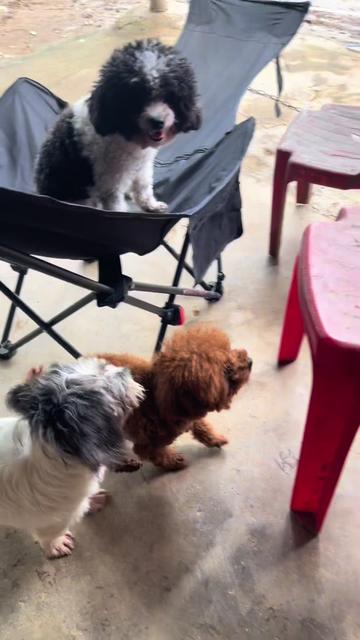 @Nị Đẹp Chó 🐶