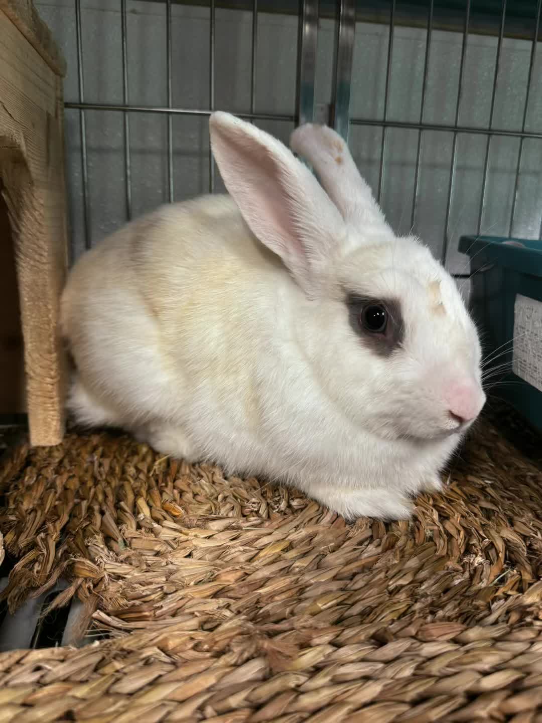@Bunniesofeastvalley