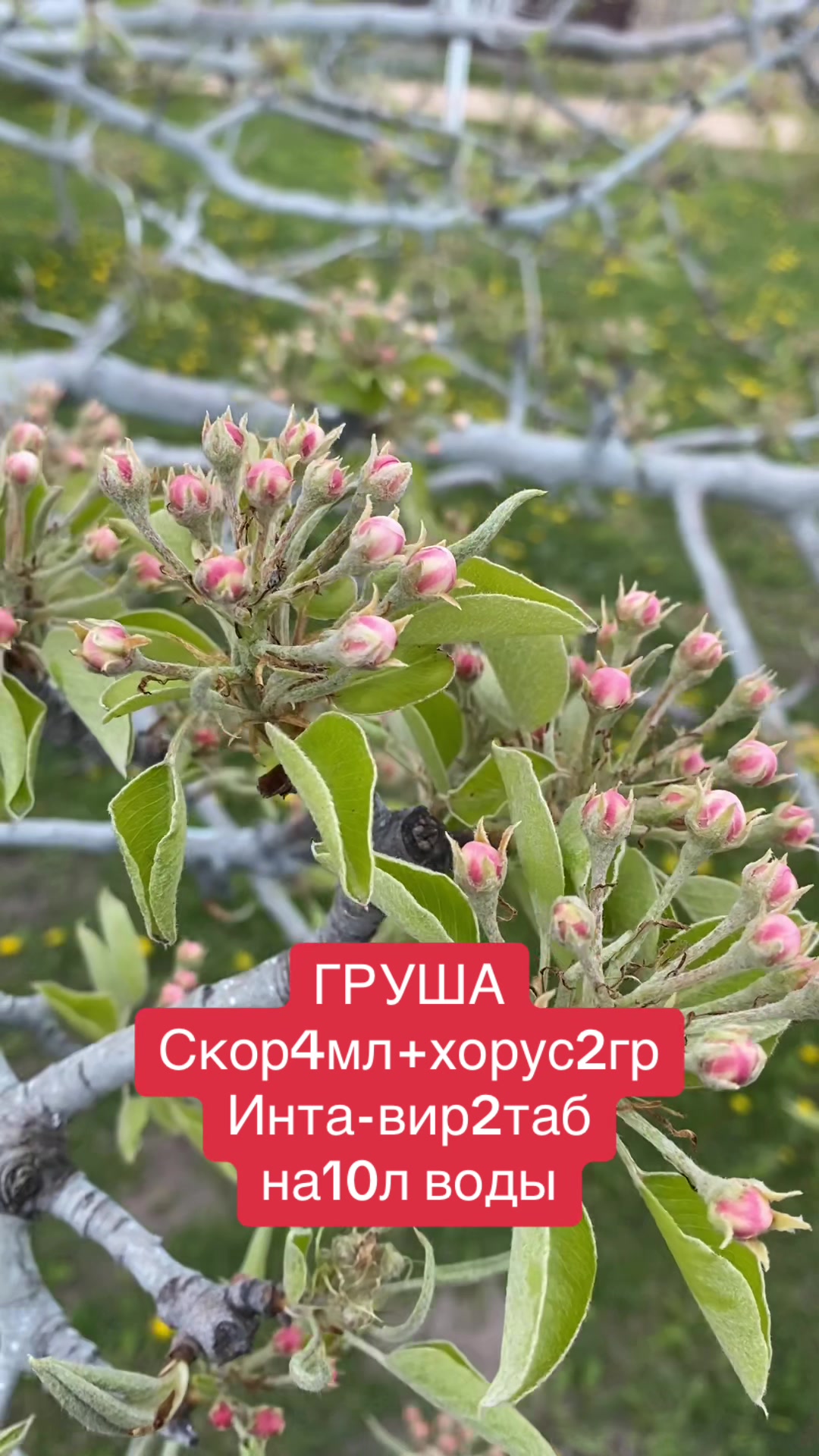 @сад🍏🍒🍇