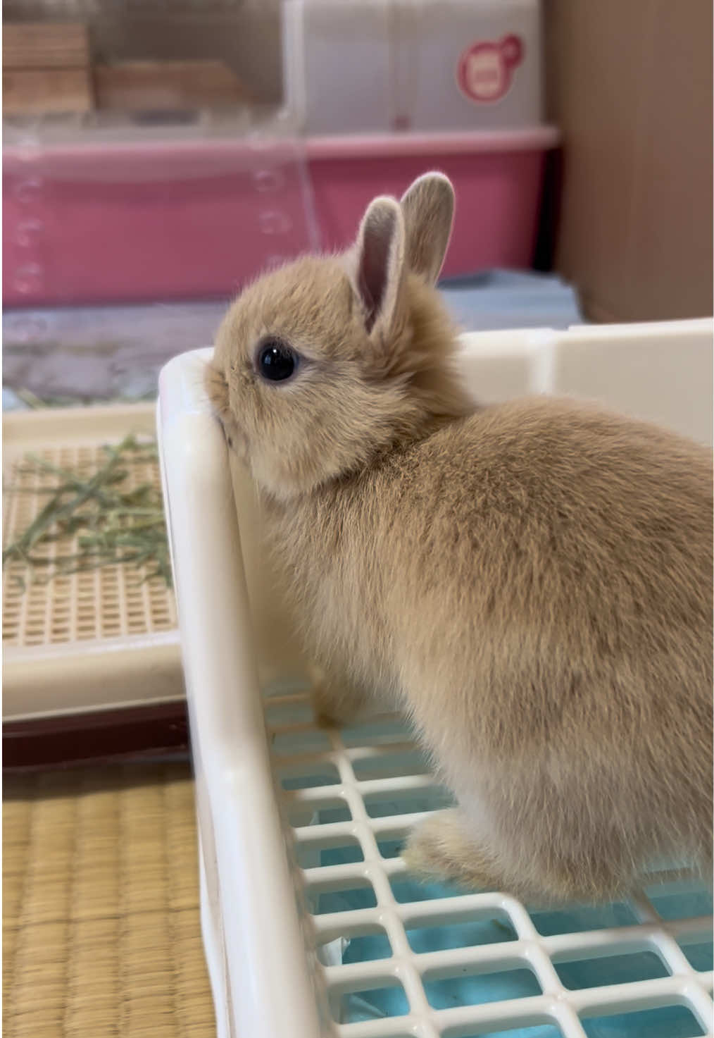 @코유ちゃんᲘ𐑼♡
