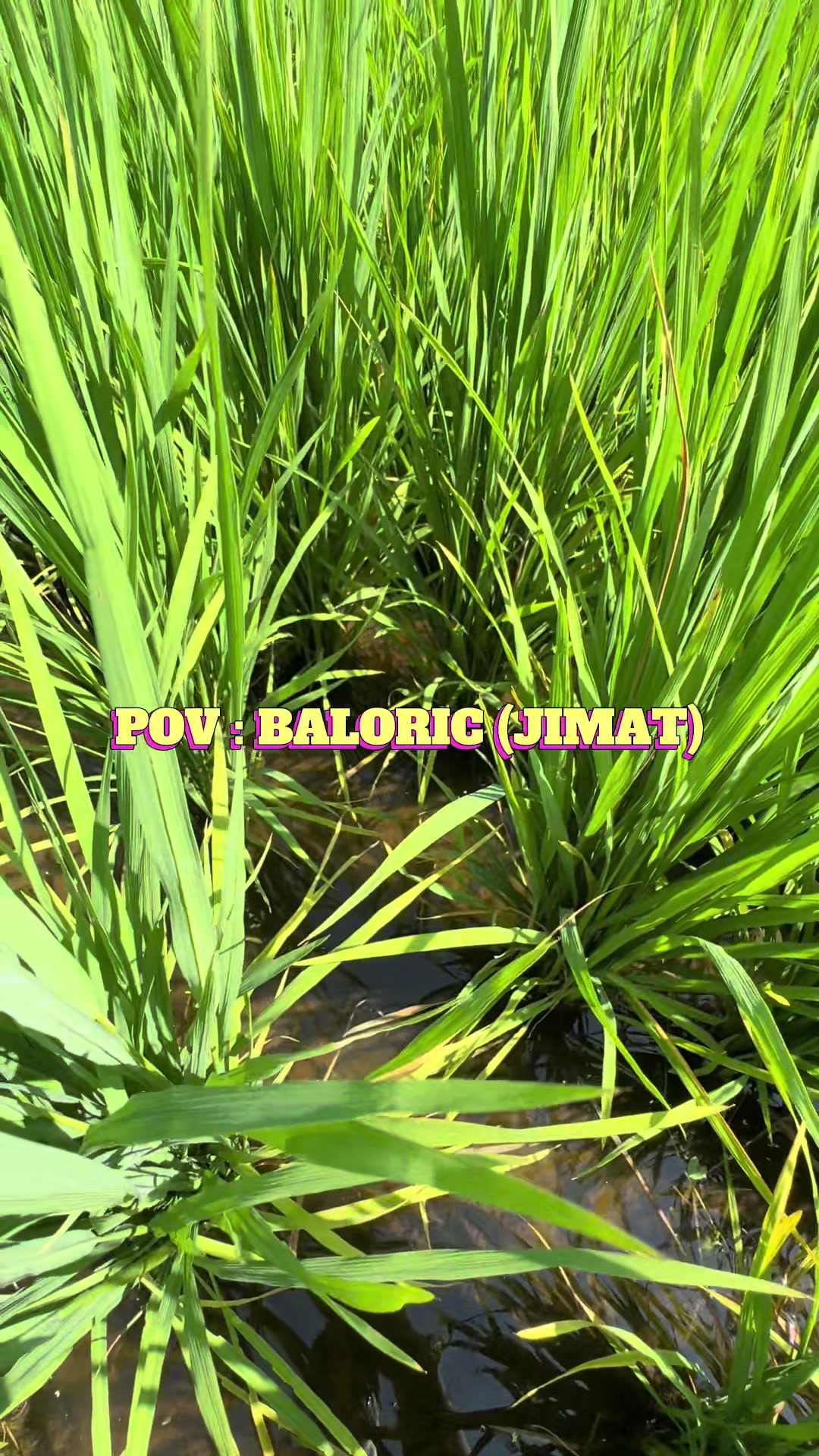 @CY Agriculture