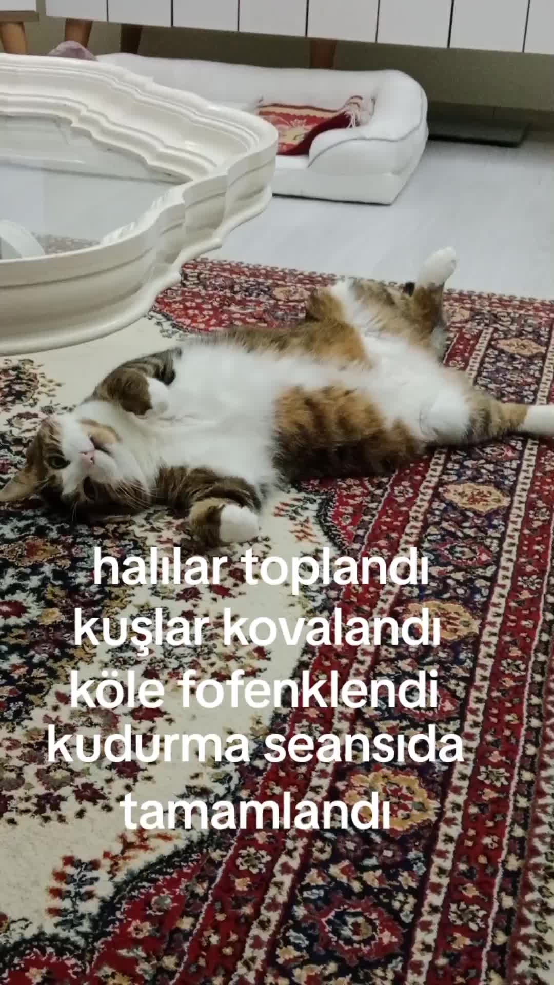 @şanslı