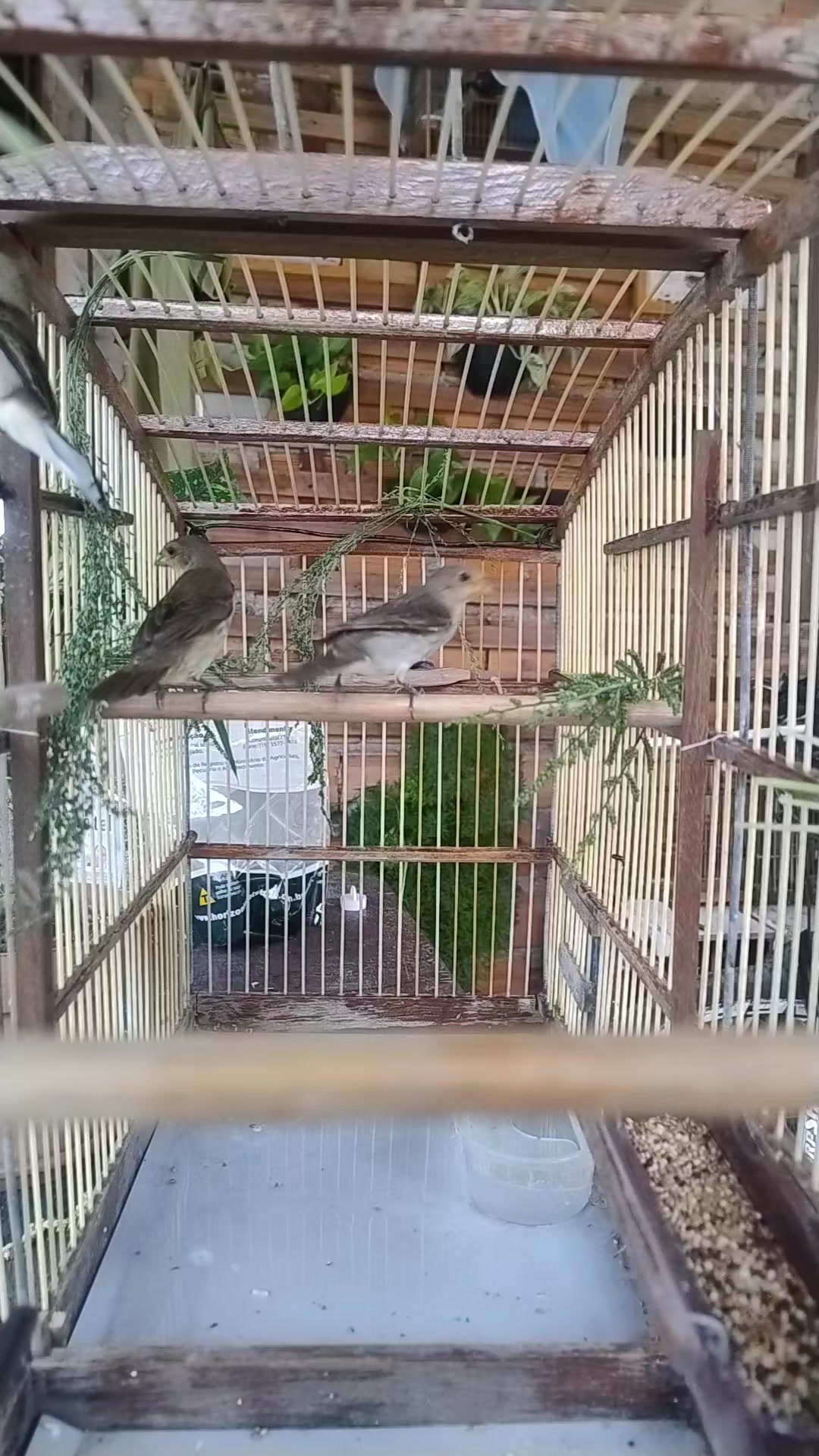 @Viv&ecirc;ncia de Passarinho
