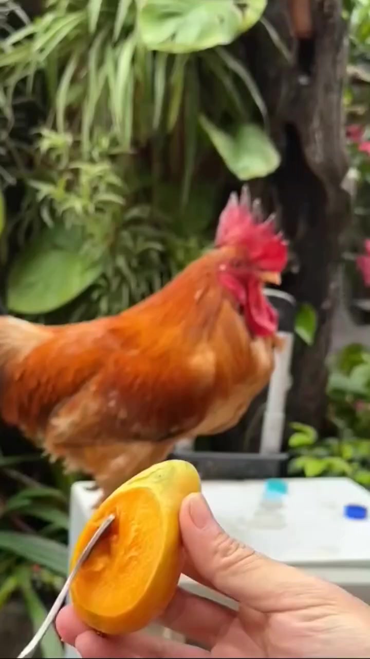 @ハドソン   アレクサンダー🧡