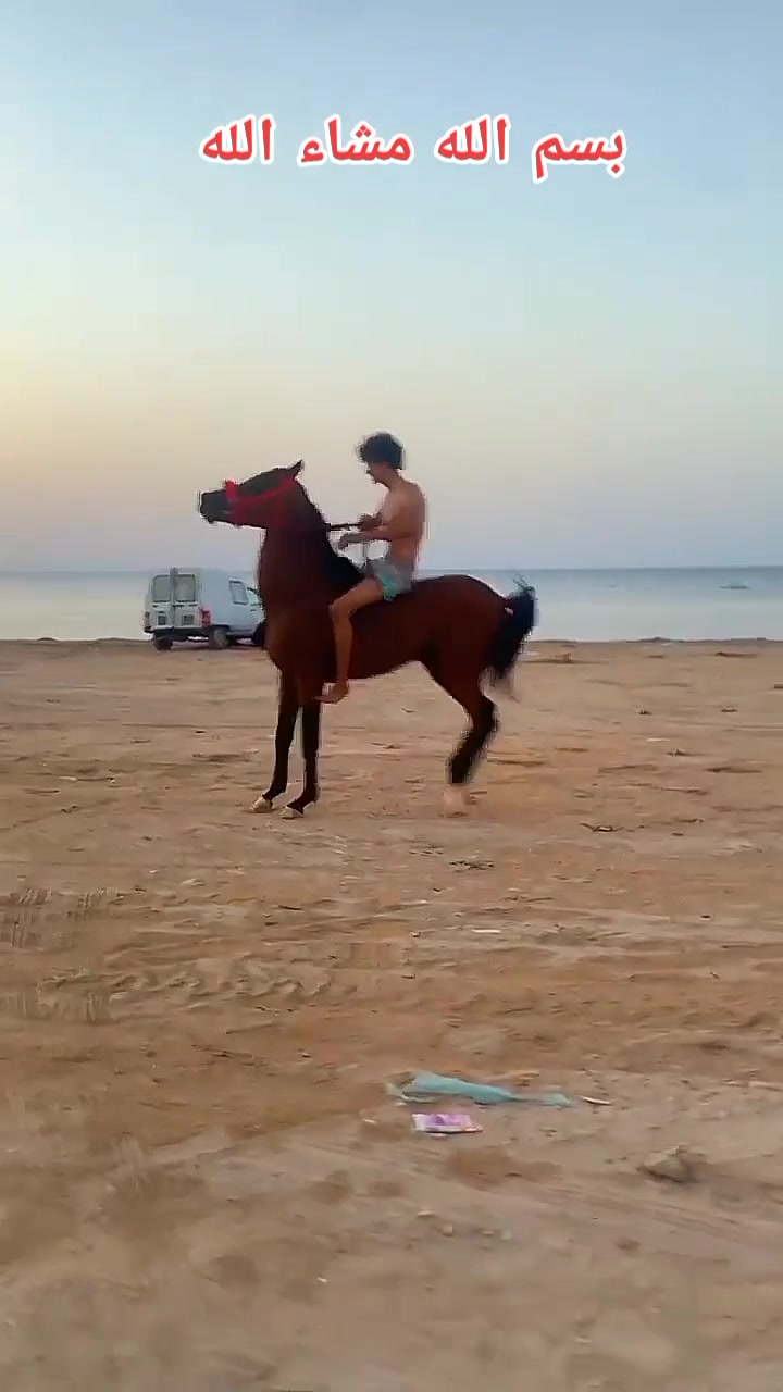 @bader ._. ❤️🔥🐴📍