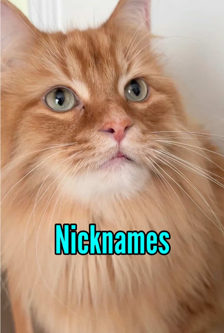 @The Oreo Cat