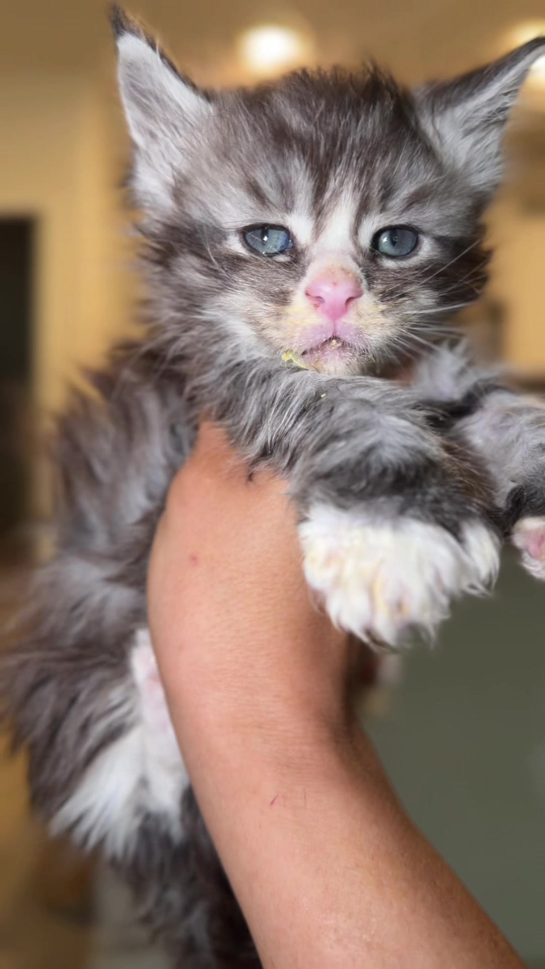 @Rosa&rsquo;s maine coon in Texas🧛