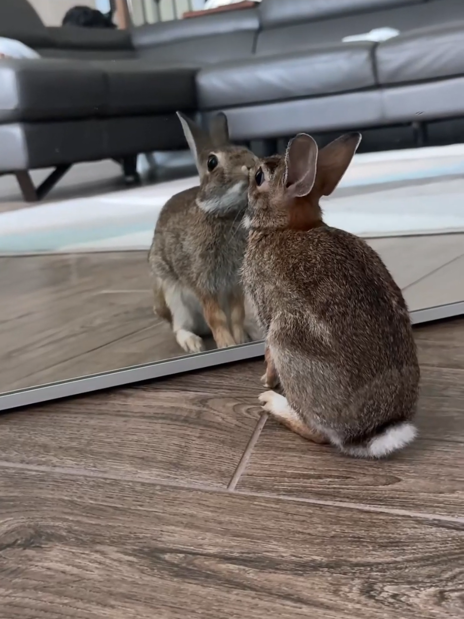 @animalsquad