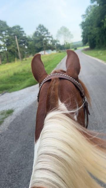 @➰🐴🌻 Kala 🌻🐴➰