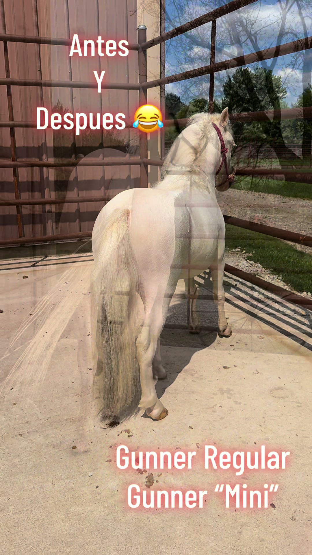 @R.L.P Quarter Horses