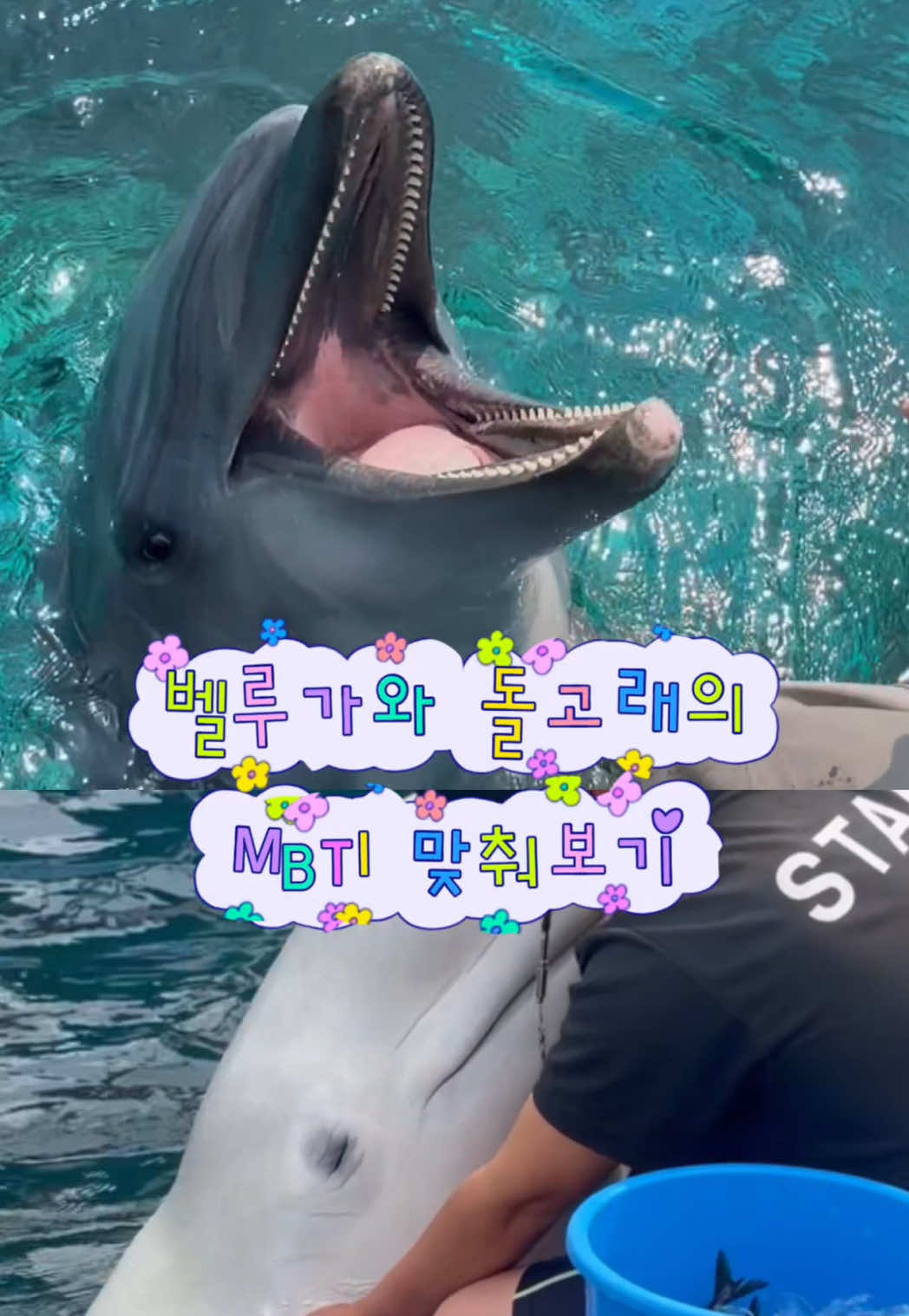 @DolphinTok