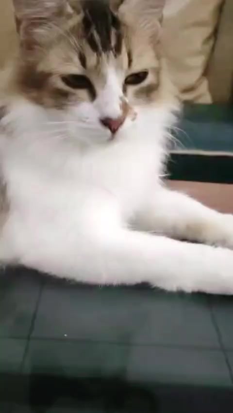 @cimba😺