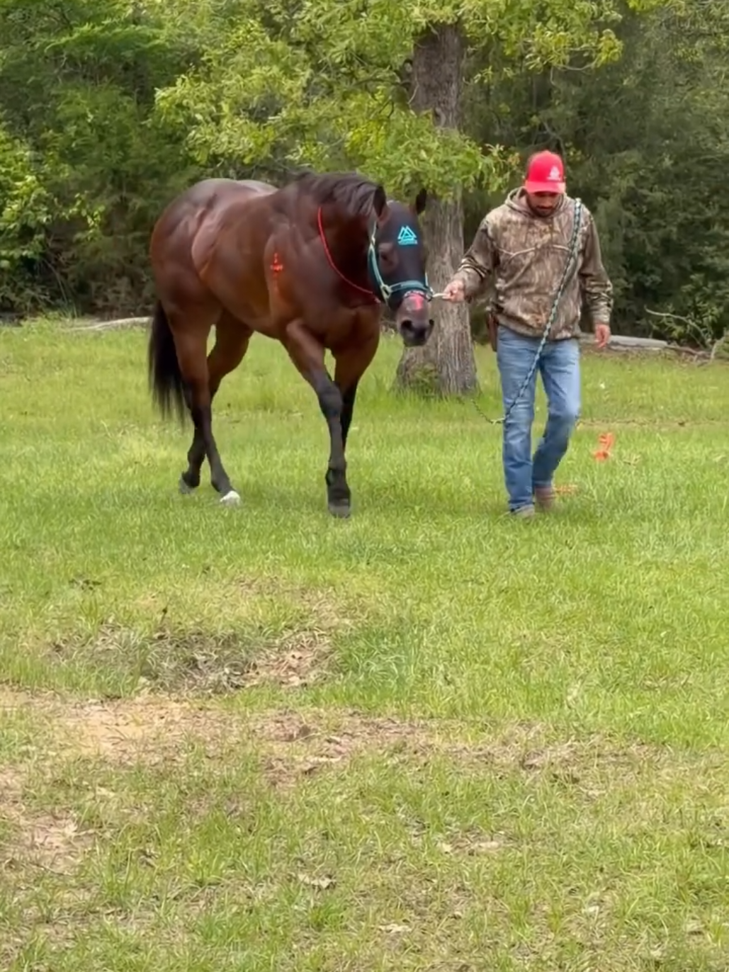 @carriles altos de jalisco🐎