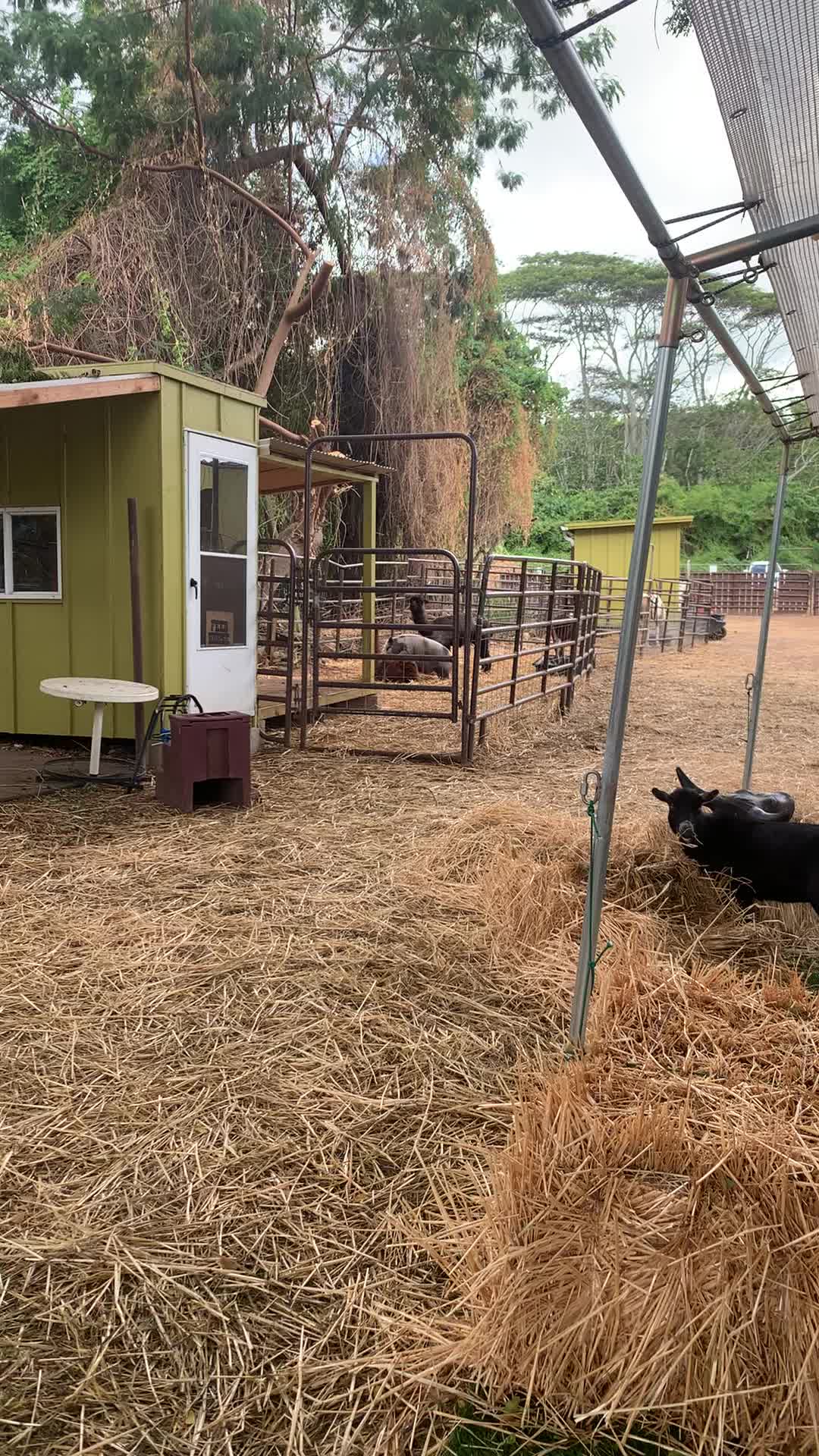 @Alohagoatyoga