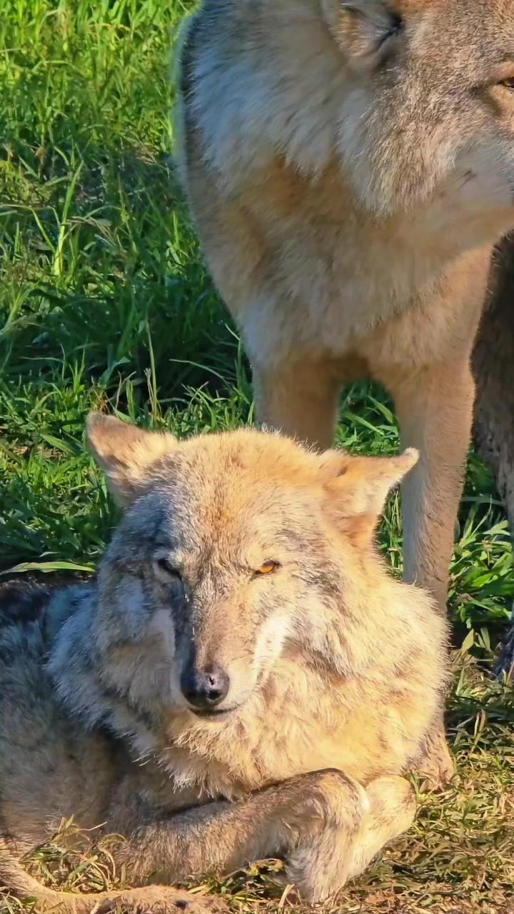@"Шотландский Скоттиш Страйт"