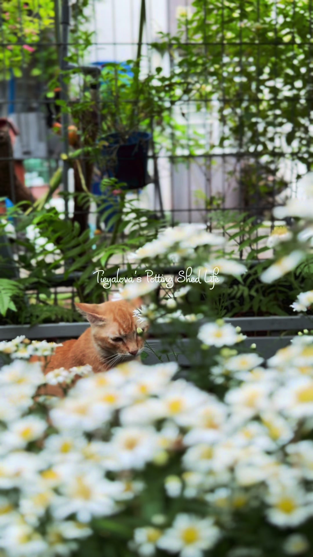 @Tieyalova’s Potting Shed
