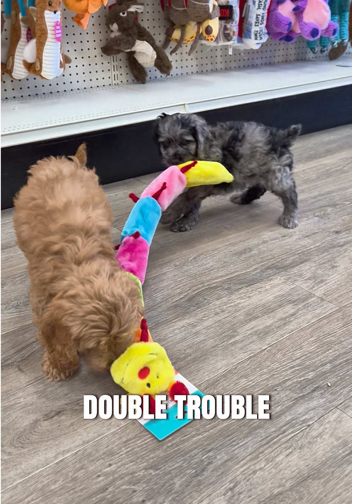@Petland Oklahoma City
