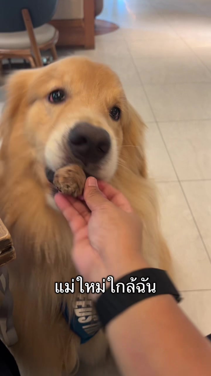 @ตินติน โกเด้นตาเหล๋