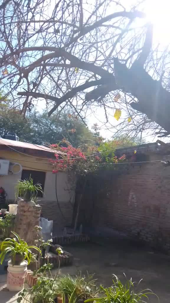 @ca&ntilde;ita 1981