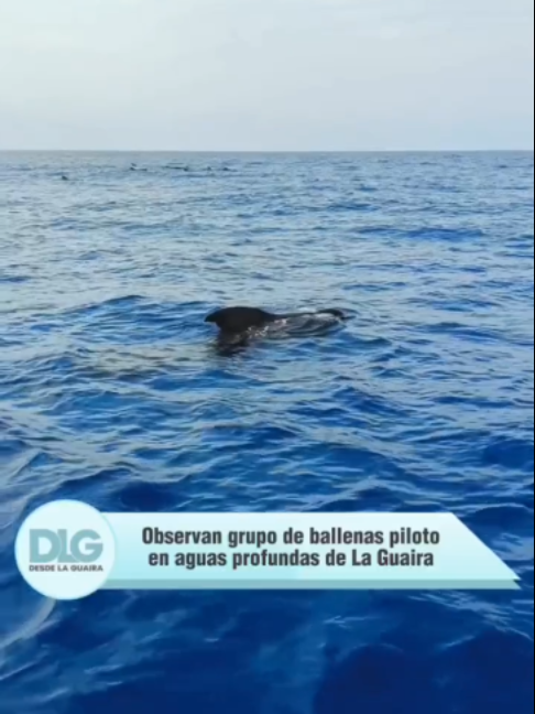 @Noticias Desde La Guaira (DLG)