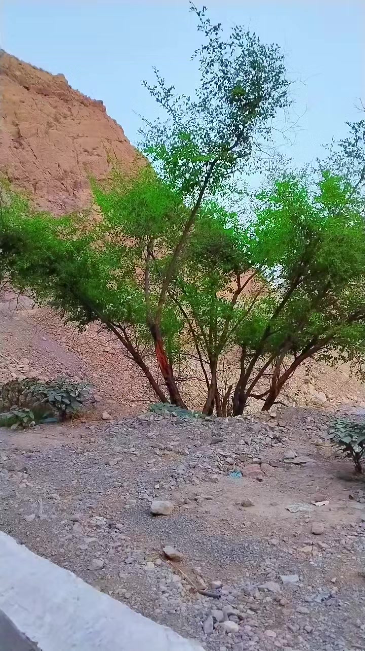 @Muhibkurd115