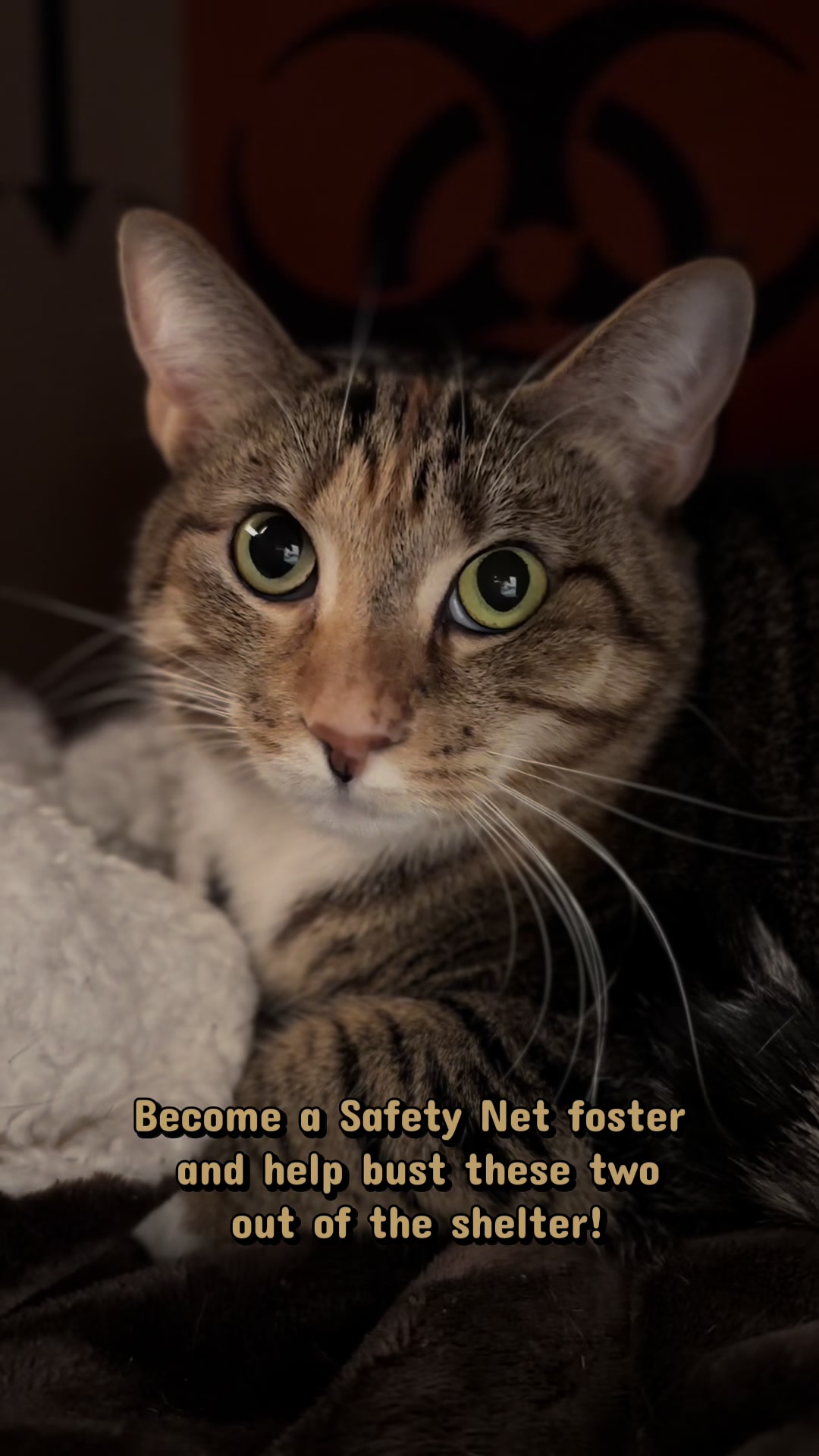 @PAWS
