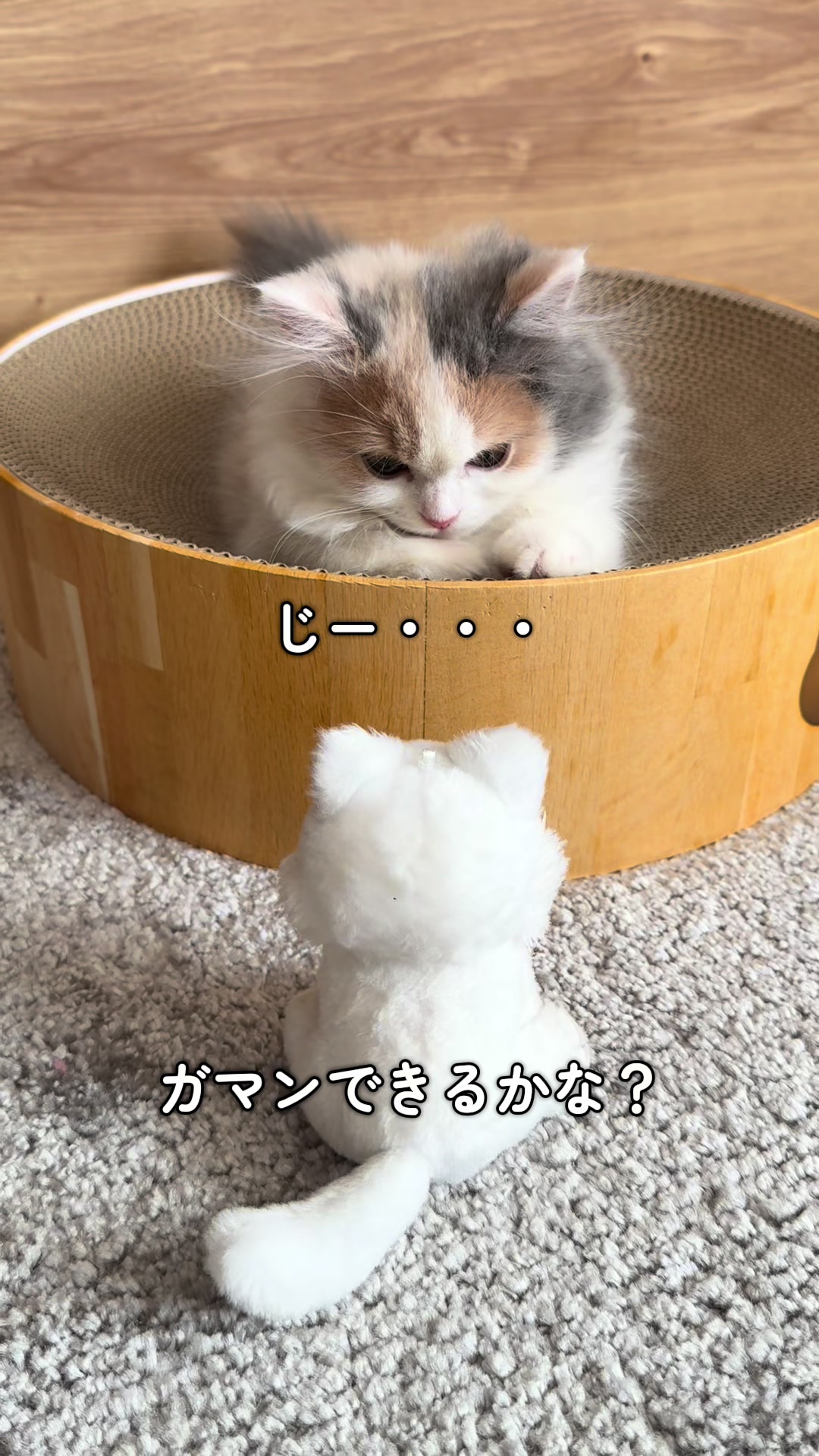 @ねこ日記