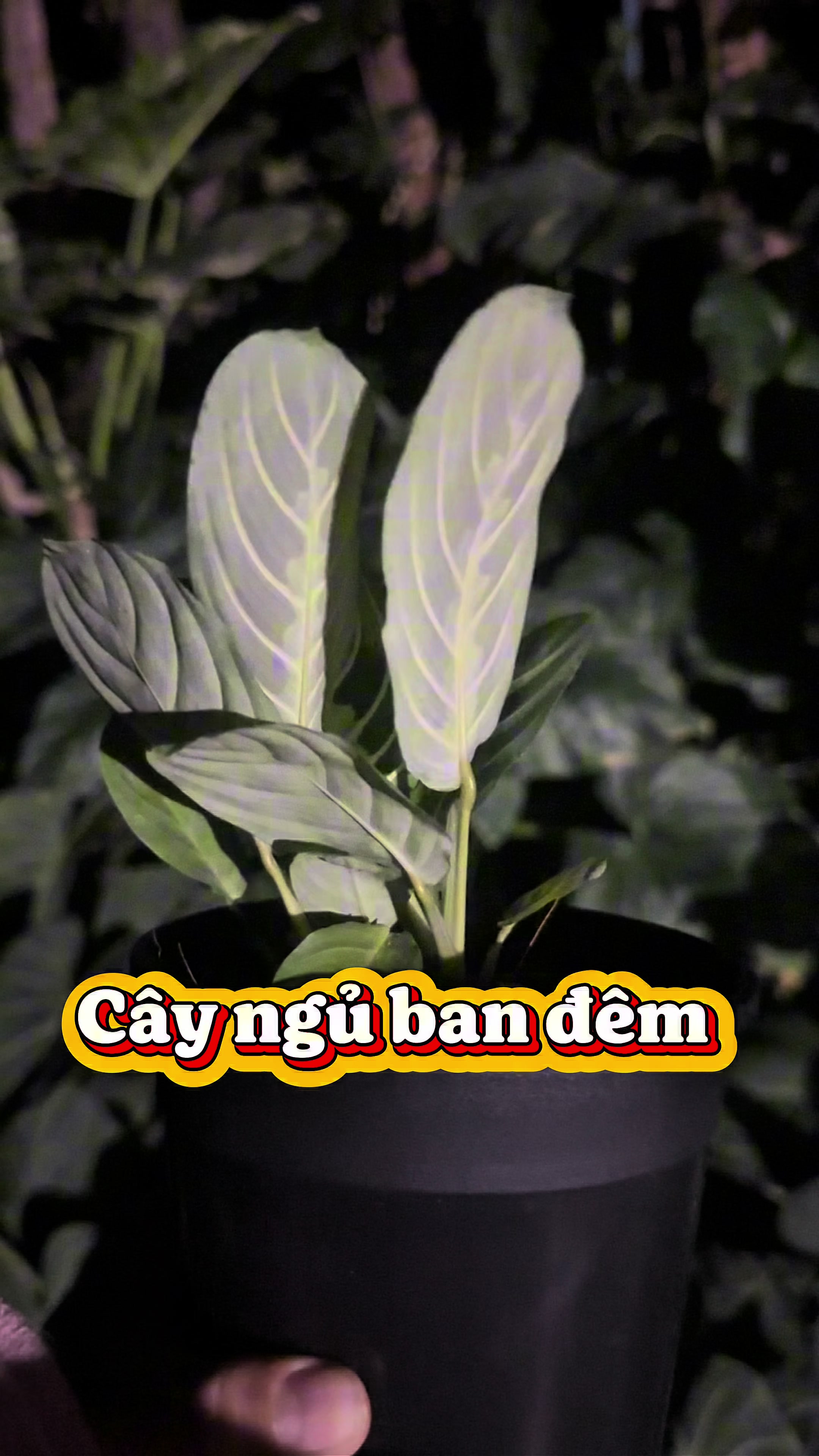 @Vườn Hồ Hân