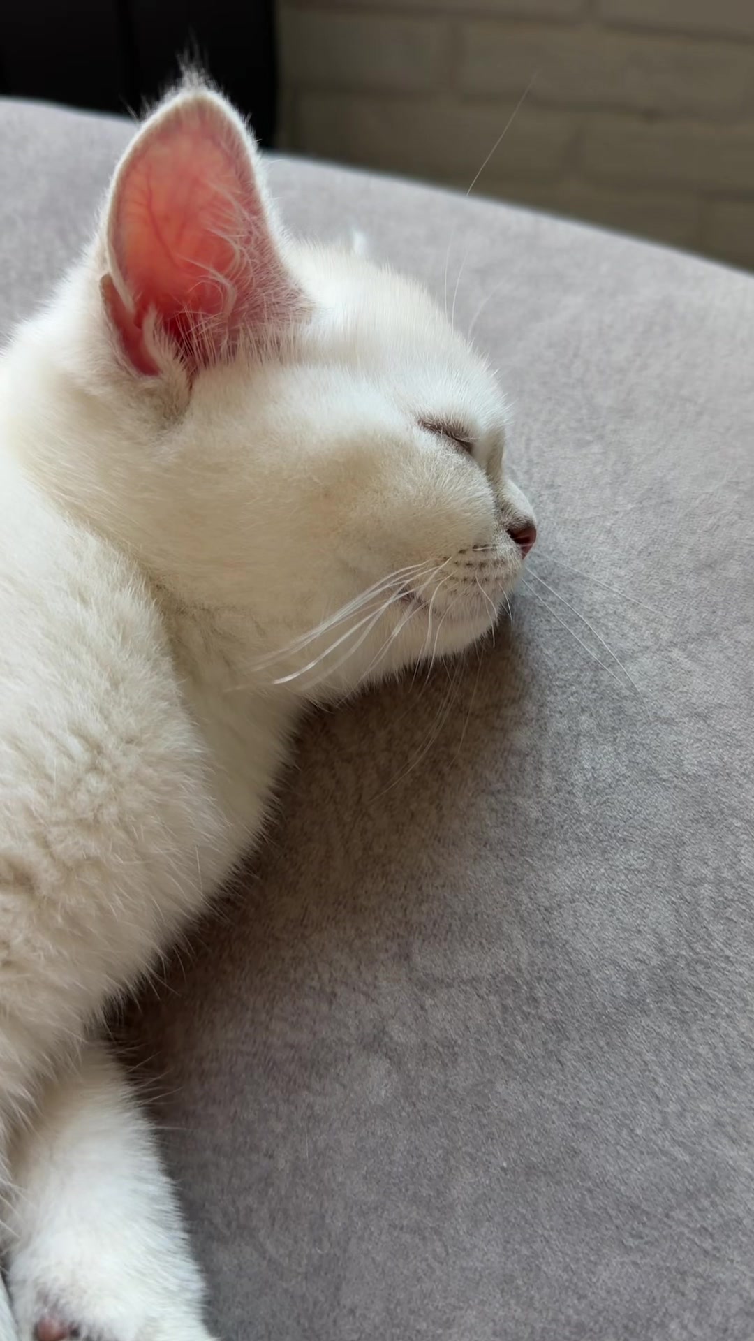 @Cat&Kittens