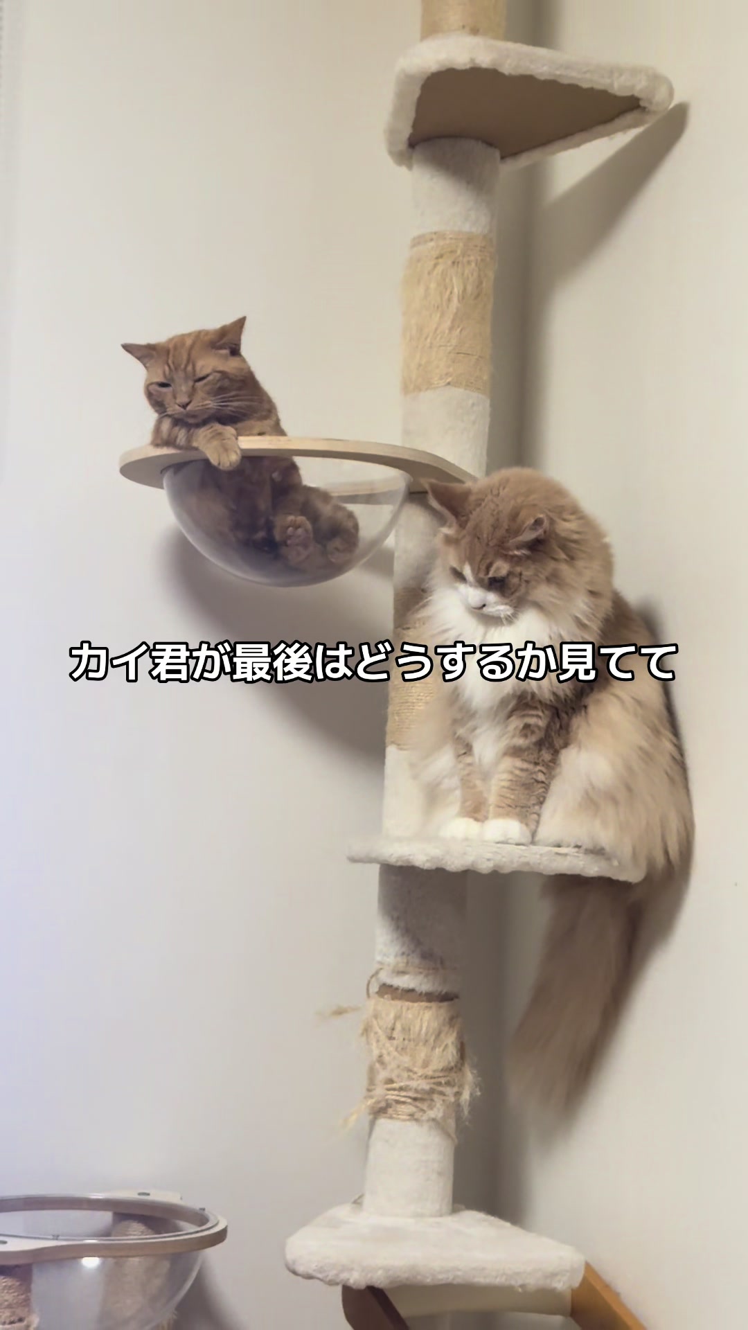 @大福兄弟😽