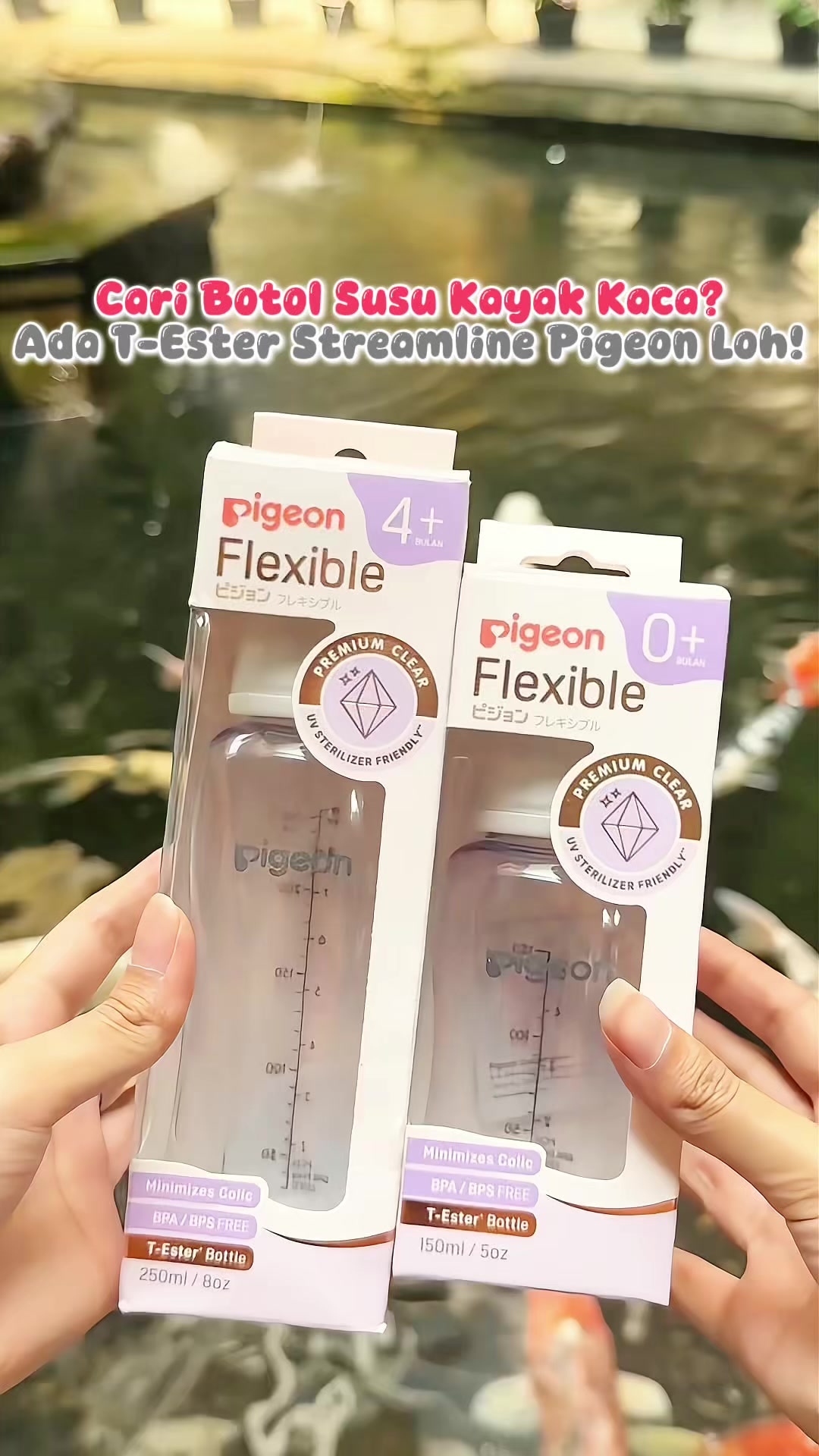 @Pigeon Baby Indonesia