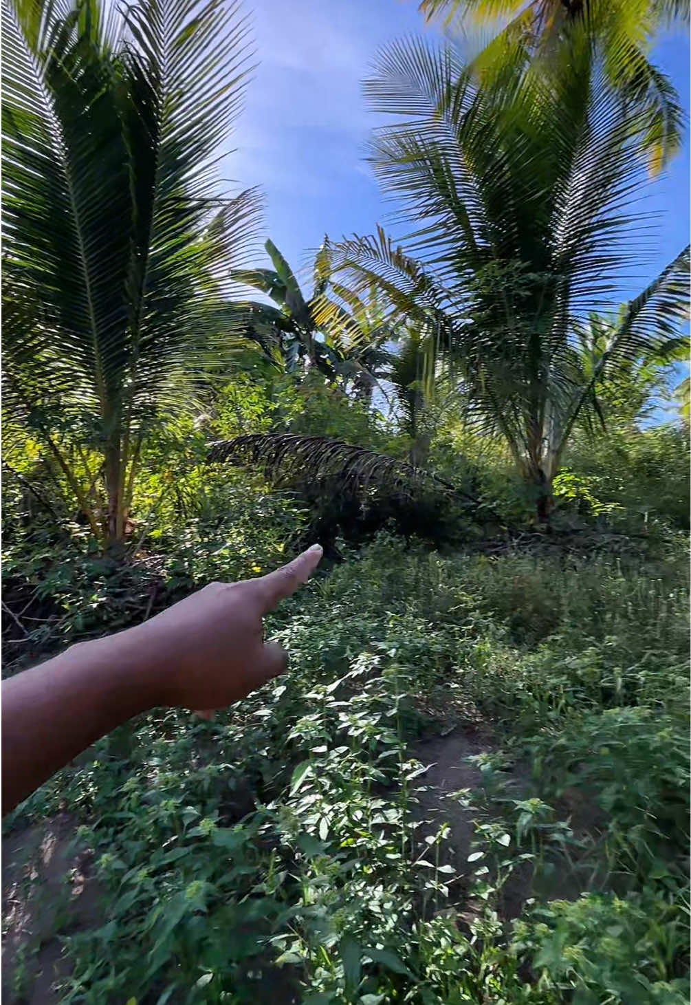 @Ka Bong 🌴