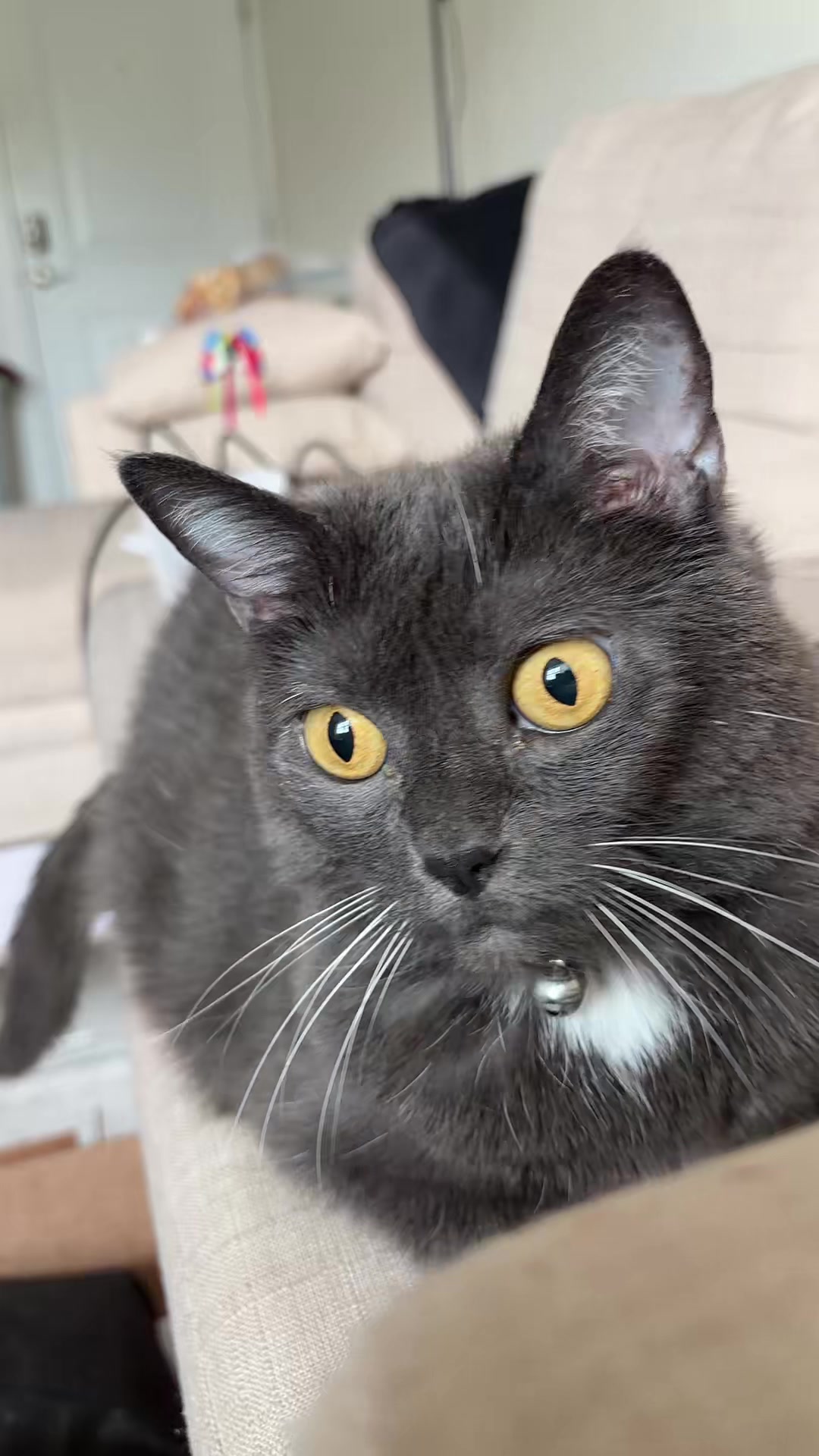 @zeldathecutecat