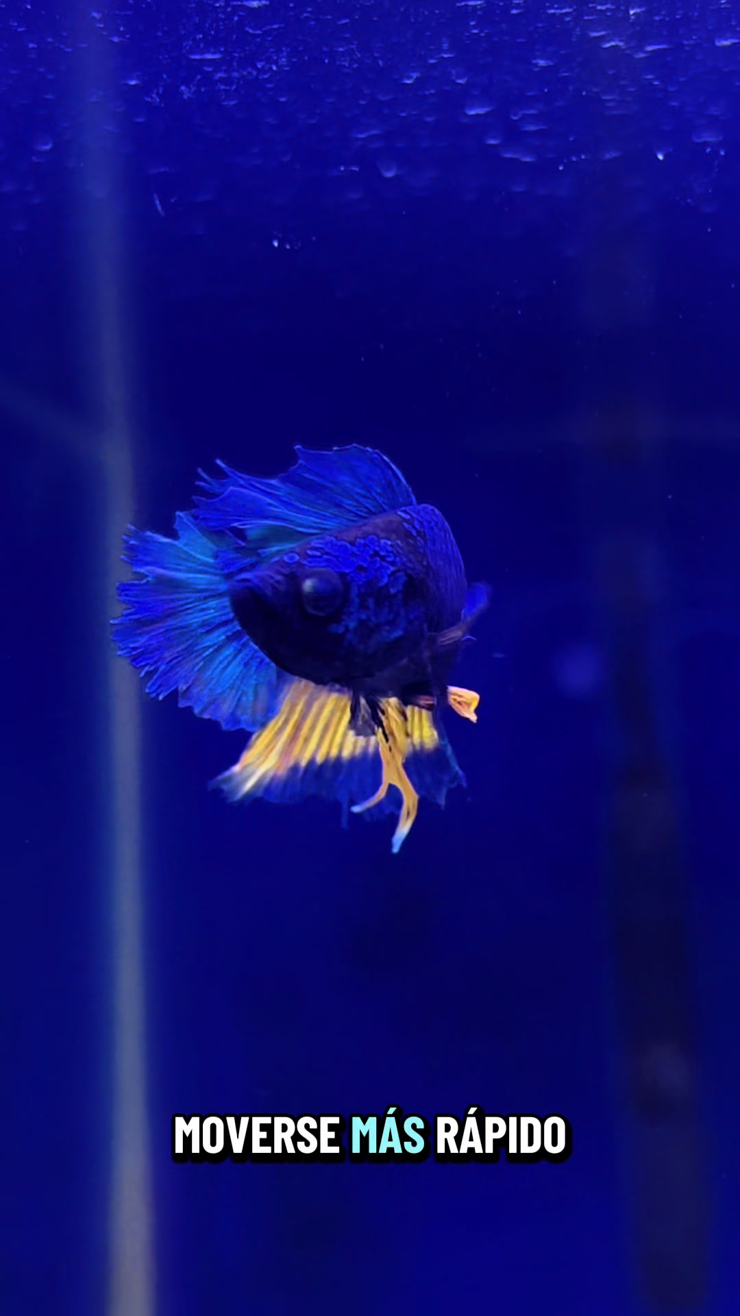 @Acuario Fish Lovers