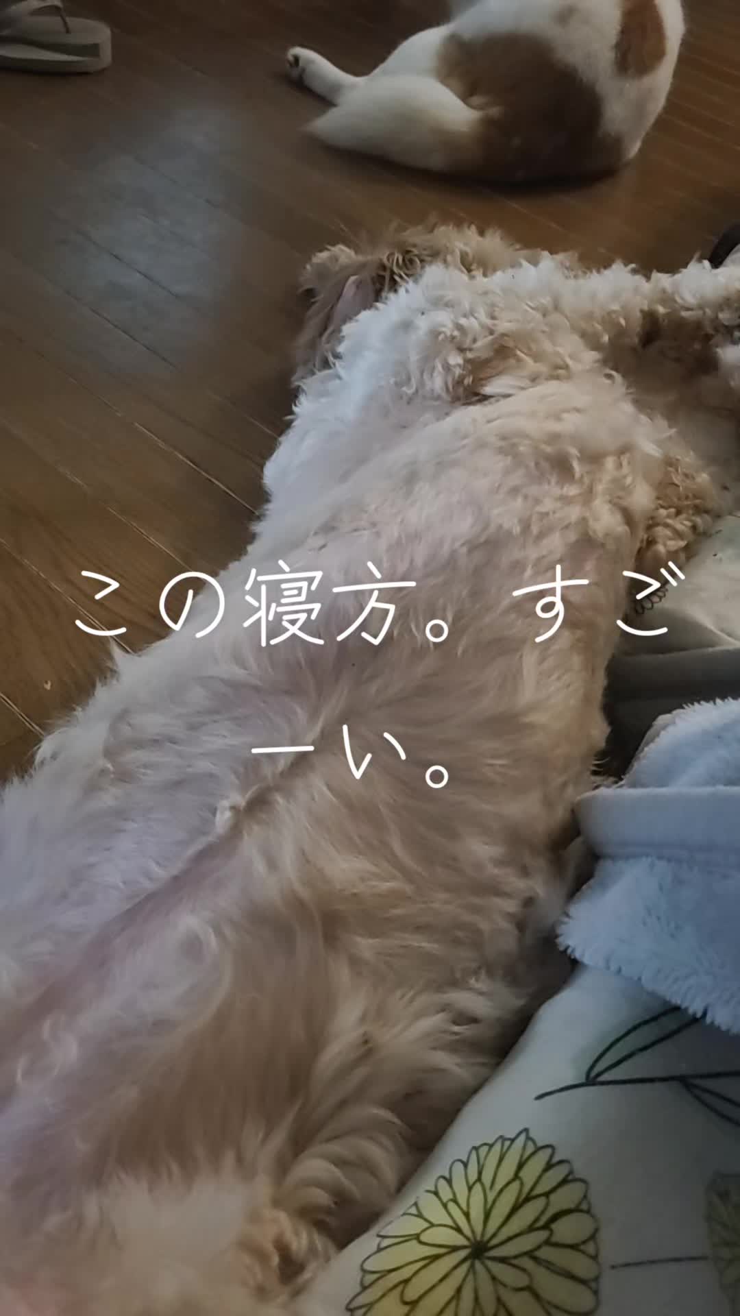@沙亜代