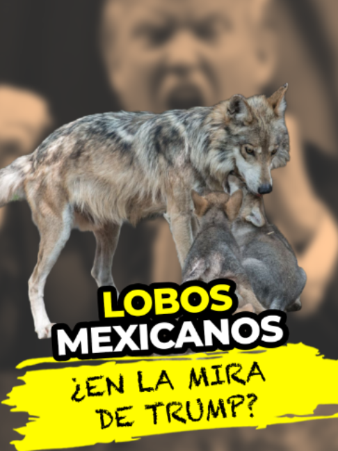@MVSNOTICIAS