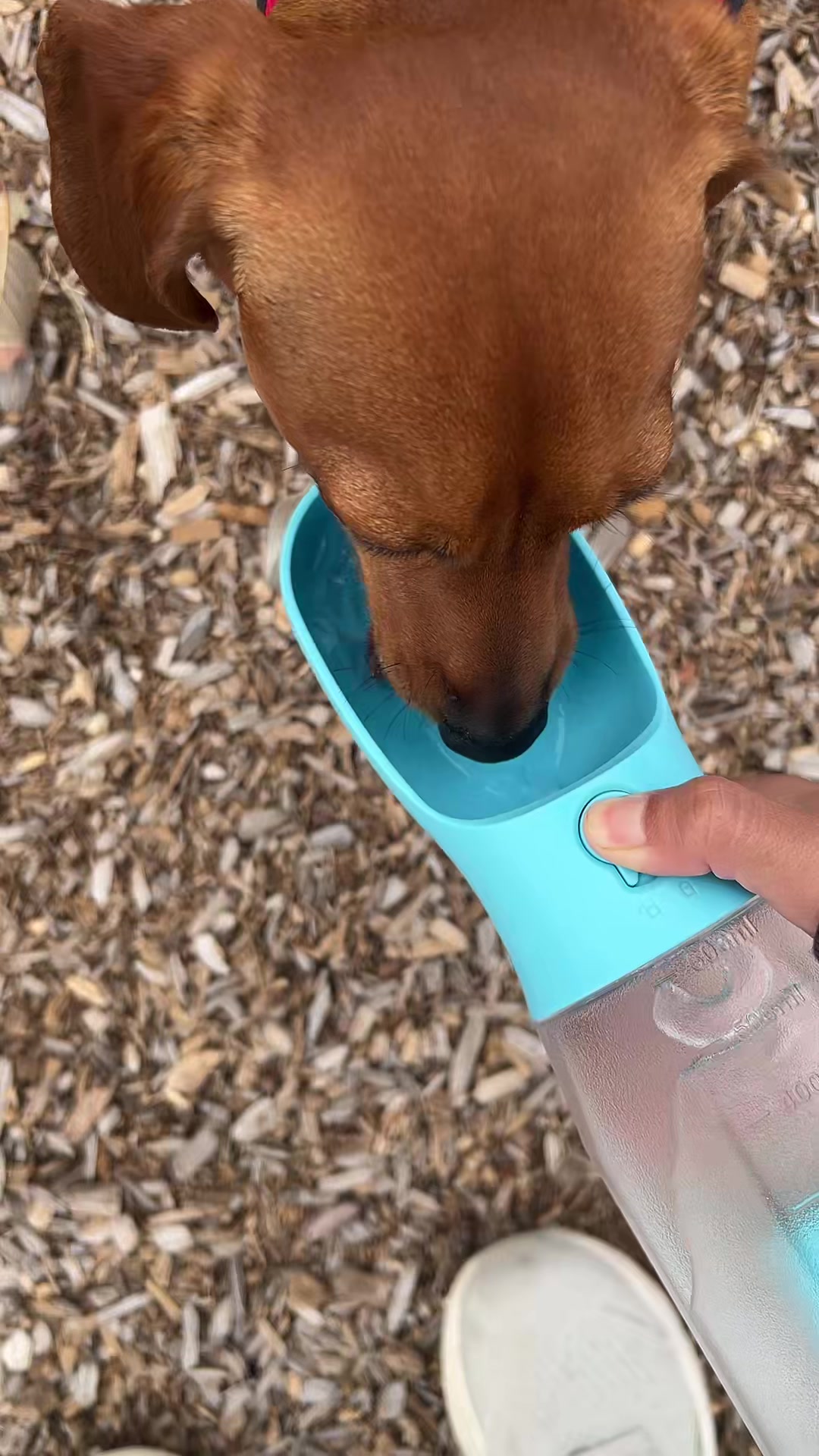 @Slinky Severus-Doo