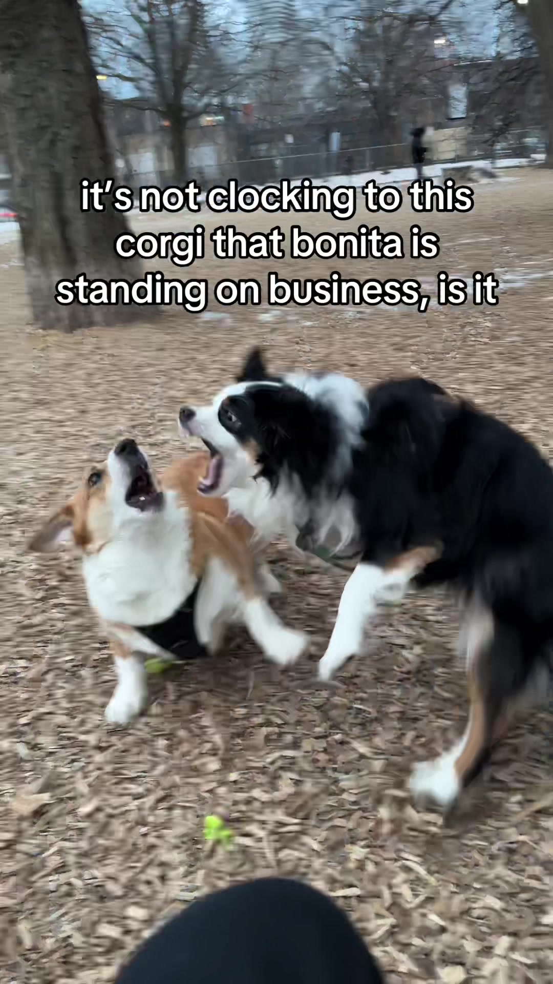 @Bonita.The.Mini.Aussie