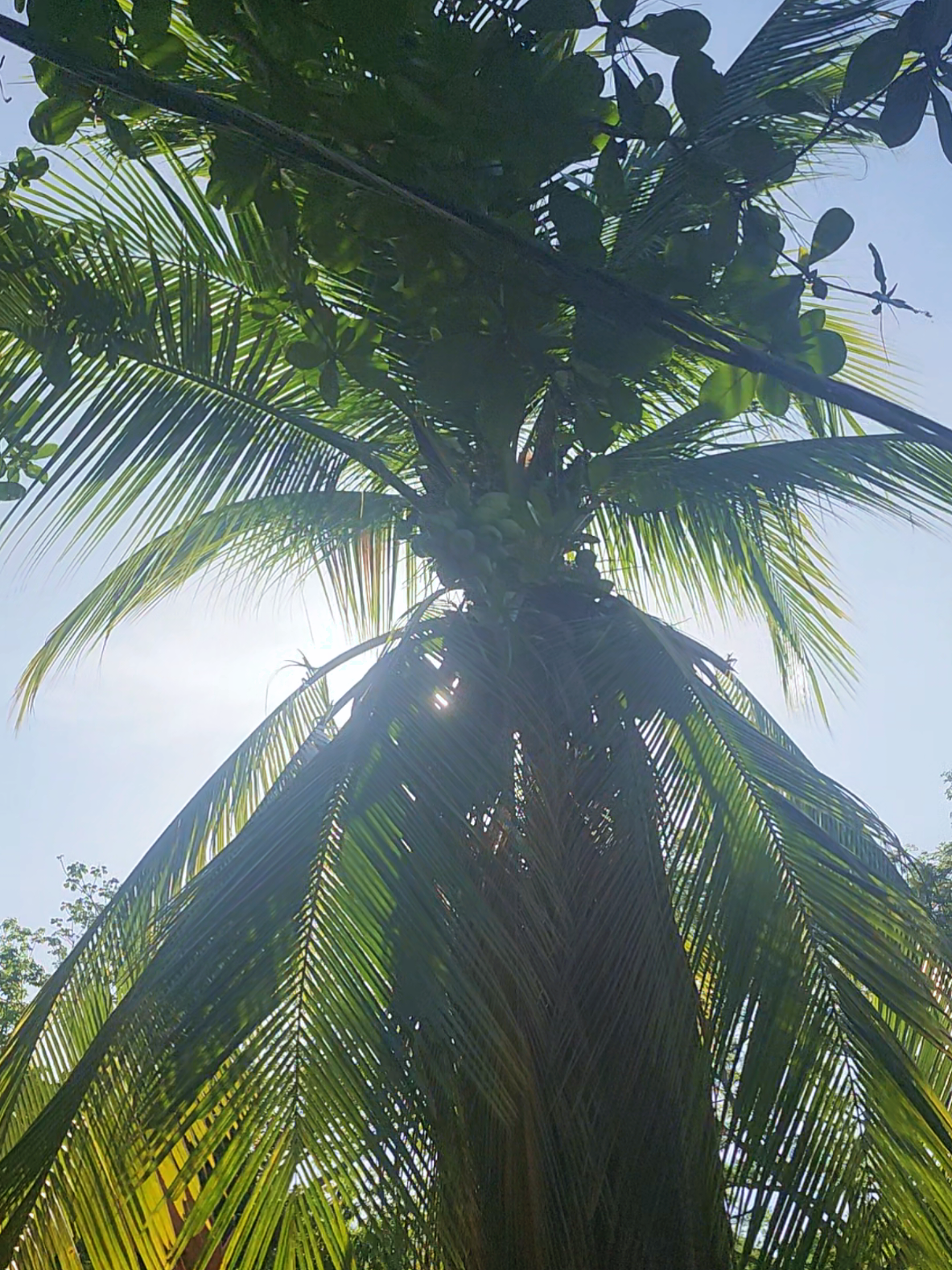 @Rasta Tours CR