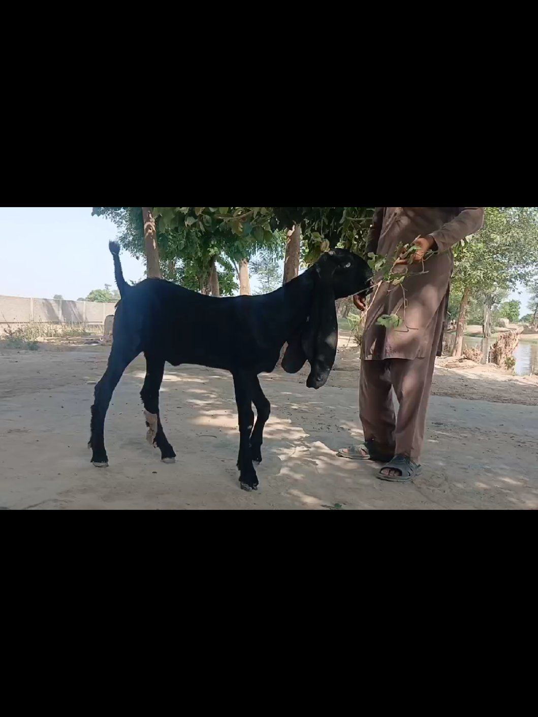 @Babu Pathan Goat Farm