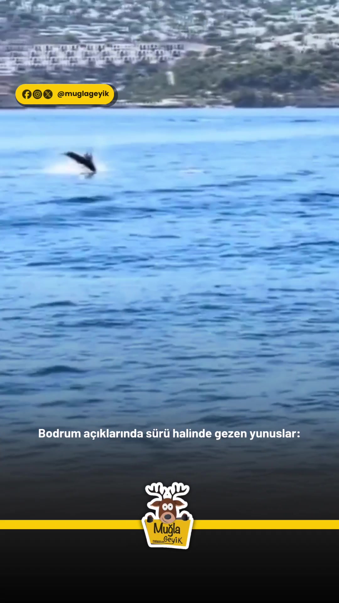 @Muğla Geyik