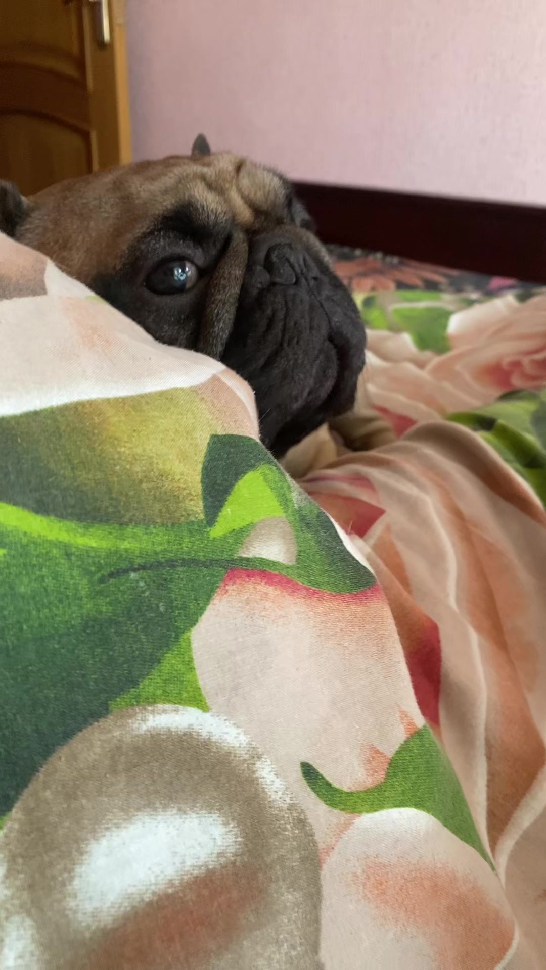 @_holly_bulls_