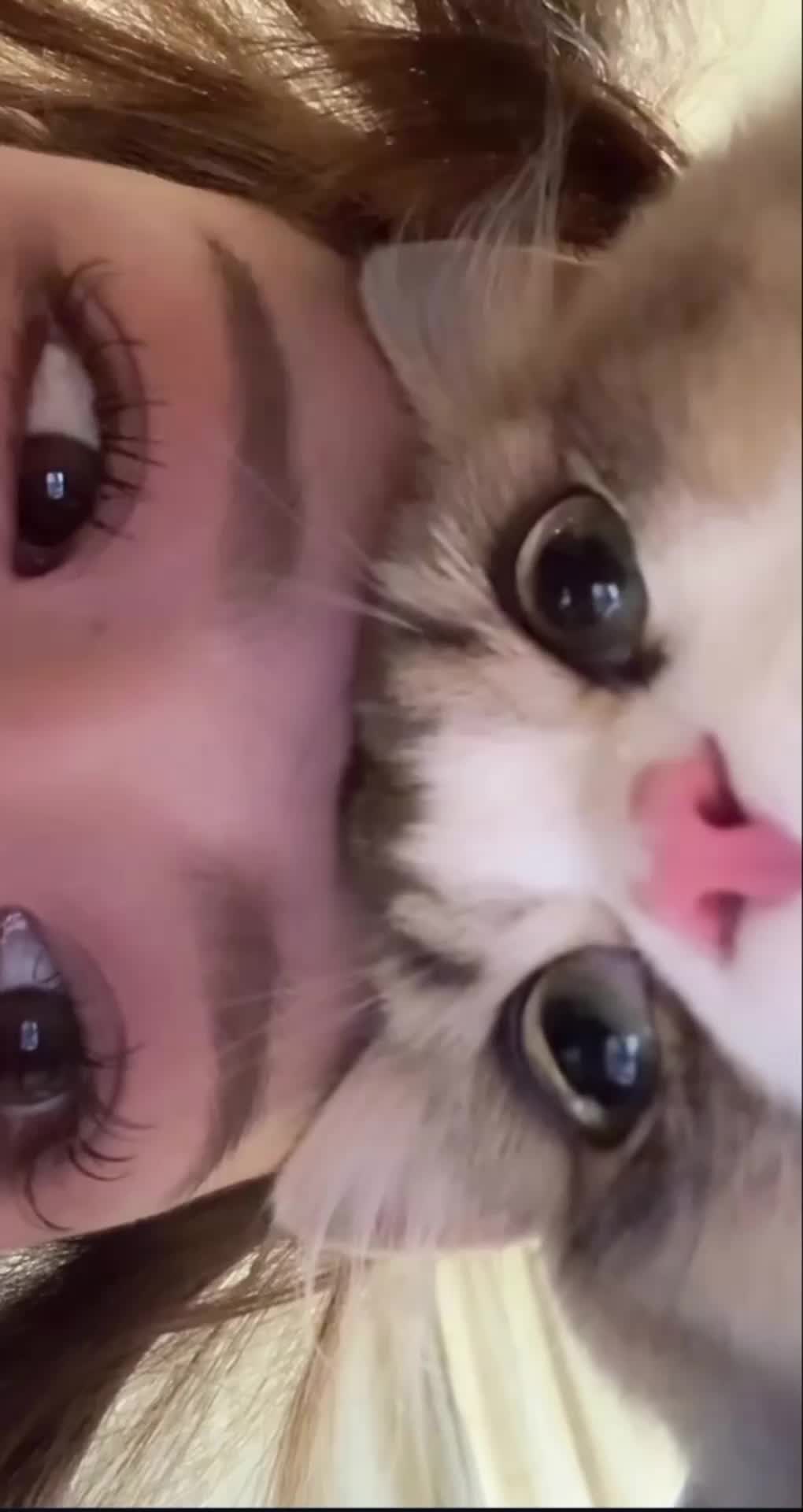 @Pecinta Kucing