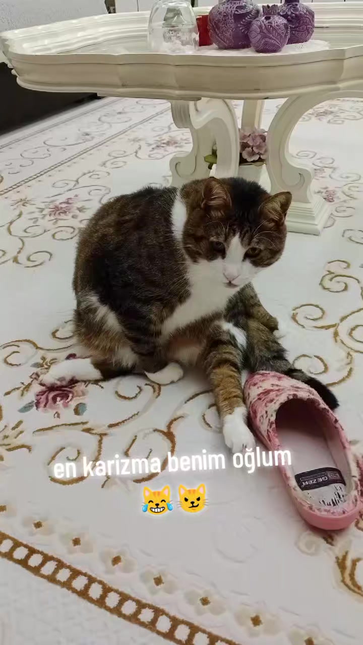 @şanslı