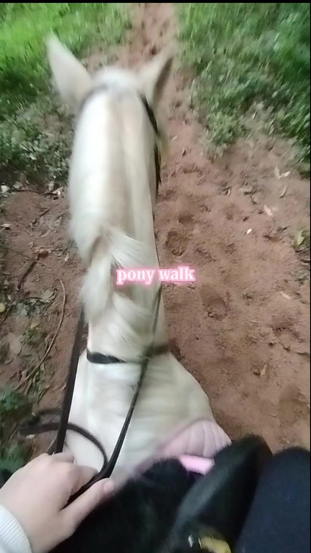 @equestrian