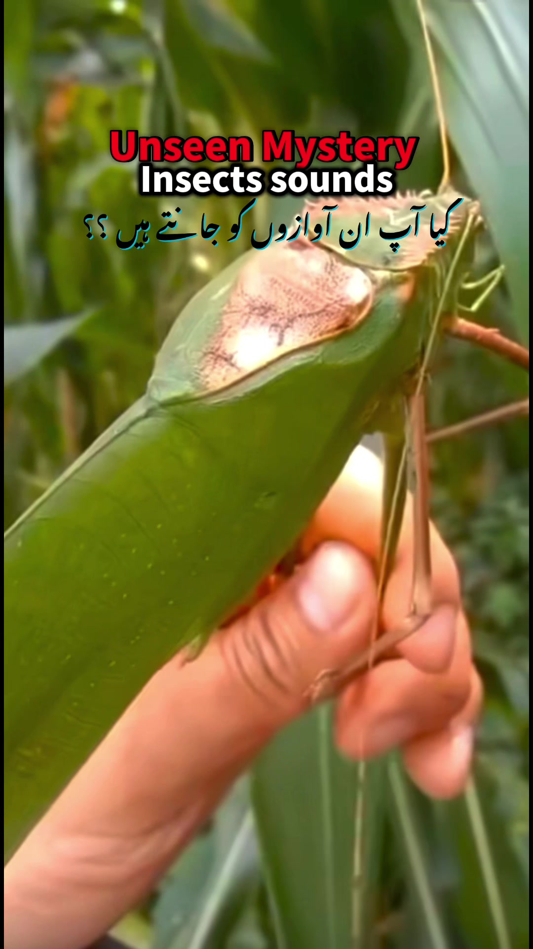 @Pest Mysteries