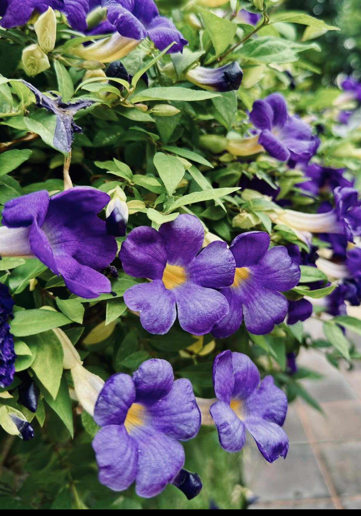 @Tiệm Lá Nhỏ