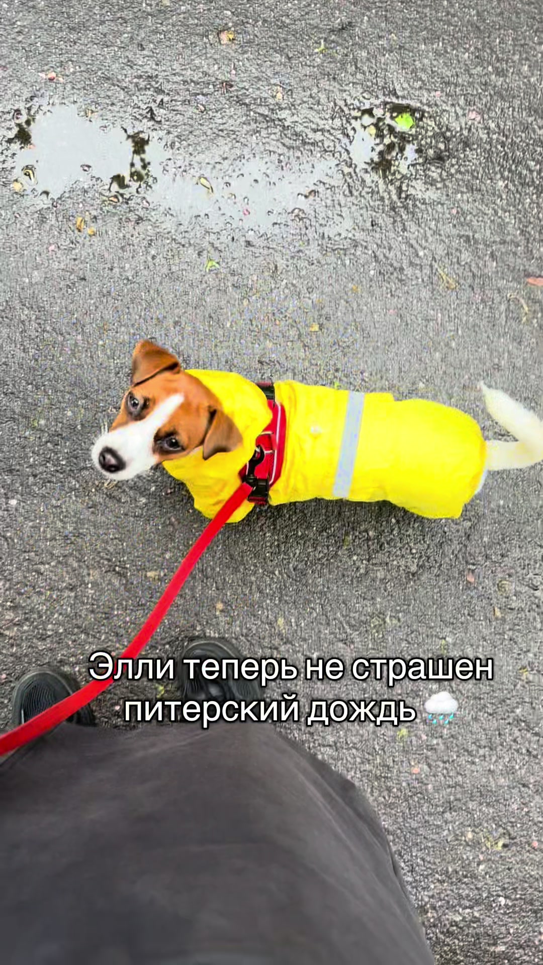 @Ольга психолог и Элли 🐶