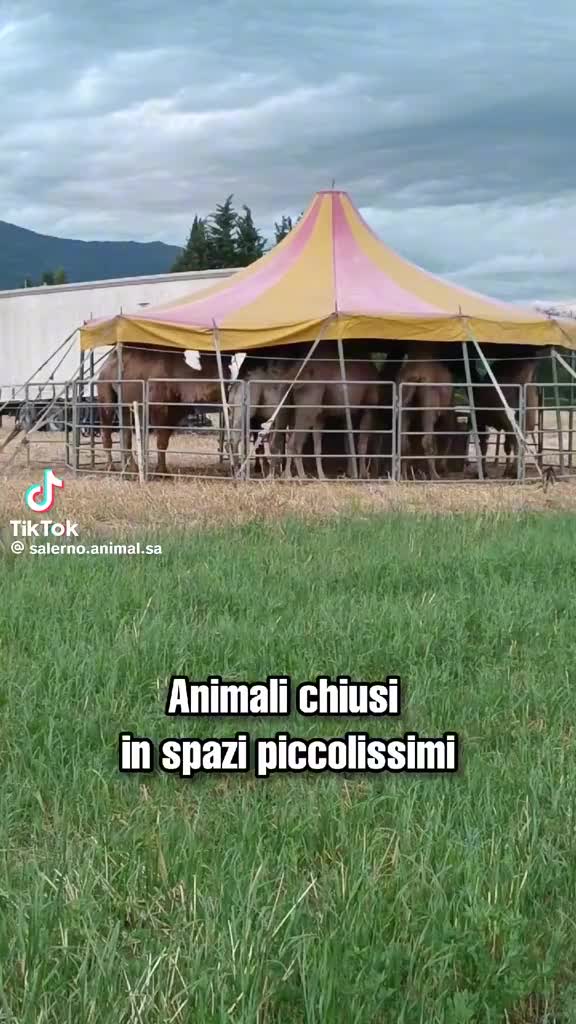 @gruppo emiddio fattore